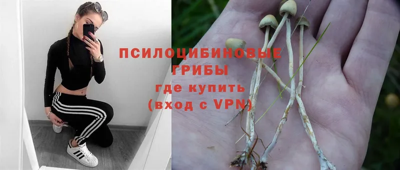 Псилоцибиновые грибы Psilocybe  Донецк 